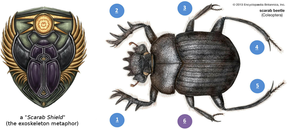The Shield of David Star Exoskeleton Goliath Ancient Egyptian Sacred Beetle Dung Scarab